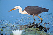 Juvenile Pied heron (Egretta picata) wading in water, hunting, Parry Lagoons Nature Reserve, Wyndham, Western Australia, July