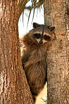 Common raccoon (Procyon lotor), Naples, Southwest Florida, USA, March