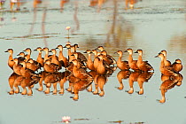 Small flock of Wandering whistling-duck (Dendrocygna arcuata), Parry Lagoons Nature Reserve, Wyndham, Western Australia, July