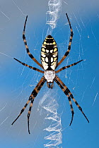 Female Black and yellow garden spider (Argiope aurantia) on web, Naples, Southwest Florida, USA, September