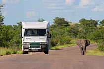 Bull African Elephant (Loxodonta africana) walking along road as a vehicle overtakes him. Kruger National Park, South Africa, January.