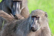 Female Chacma Baboon (Papio ursinus) with male behind grooming her. Kruger National Park, South Africa, January.