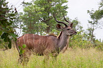 Male Greater Kudu (Tragelaphus strepsiceros) standing in tall grass. Kruger National Park, South Africa, January.
