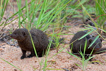 Two common Dwarf Mongoose (Helogale parvula). Kruger National Park, South Africa, January.