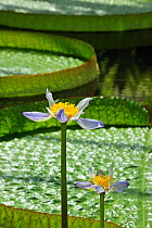 Australian water lily (Nymphaea gigantea) flowers with Royal water lily (Victoria amazonica / Victoria regia) pads in the background, National Botanic Garden of Belgium, May
