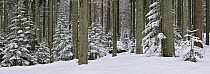 European beech trees (Fagus sylvatica) with Pine trees (Pinus) in winter in the snow, Bavarian Forest National Park, Germany, March
