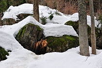 Female European brown bear (Ursus arctos arctos) emerging from den among rocks in woodland, captive, Bavarian Forest National Park, Germany, March. Captive