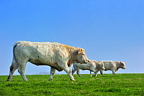 Charolais cattle (Bos taurus), Normandy, France, March