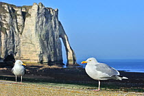 Herring gulls (Larus argentatus) with the Porte D'Aval, a natural arch in the chalk cliffs at Etretat in the background, Côte d'Albâtre, Upper Normandy, France, March