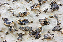 Close-up of flint embedded in a chalk cliff at Etretat, Upper Normandy, Côte d'Albâtre, France, March