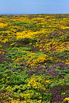 Flowering Heather (Erica) and Gorse (Ulex) on top of cliff, Pointe du Raz, Finistere, Brittany, France, June