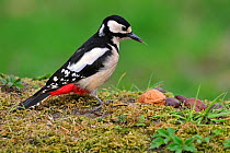 Female Great spotted woodpecker (Dendrocopos major) showing tongue whilst looking for fallen nuts on the ground on forest floor, Belgium, April