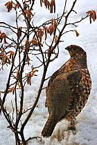 Hazel grouse (Tetrastes bonasia) eating male catkins from Common hazel (Corylus avellana) in the snow in early spring, captive, Bavarian Forest National Park, Germany, March