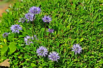 Heart-leaved globe daisies (Globularia cordifolia) in flower, native to the Alps and Pyrenees of southern Europe, National Botanic Garden of Belgium, May