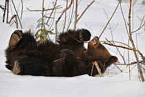 Two-year-old Eurasian brown bear (Ursus arctos arctos) cub playing with branch in the snow, captive, Bavarian Forest National Park, Germany, March