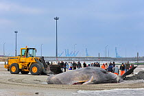 Stranded Sperm whale (Physeter macrocephalus) on beach at Knokke, Belgium, February 2012