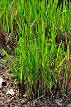 Switchgrass / Tall panic grass / Blackbent (Panicum virgatum), native to North America, National Botanic Garden of Belgium, May