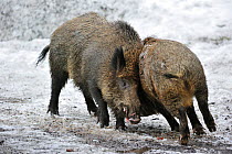 Two Wild boars (Sus scrofa) fighting in the snow, captive, Bavarian Forest National Park, Germany, March