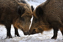 Two wild boars (Sus scrofa) standing nose to nose prior to fighting, captive, Bavarian Forest National Park, Germany, March Not available for ringtone/wallpaper use.