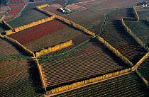 Aerial view of vineyards and fruit trees edged with Italian poplar trees, introduced to the Camargue during the 19th century and planted for protection against the wind, near Arles, Camargue, Southern...