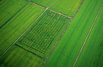 Aerial view of trial of several rice varieties (Oryza sp) at Tourtoulen, French Rice Center, Camargue, Southern France, 2003