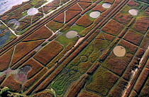 Aerial view of marshland managed to encourage flocks of feeding waterfowl for hunting, Camargue, southern France