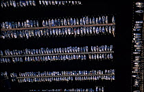 Aerial view of boats moored in the marina at Port Camargue, Southern France