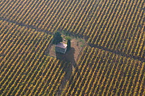 Aerial view of small building in middle of  vineyard in the Petite Camargue, Aigues-Mortes, Camarge, Southern France, November 2008