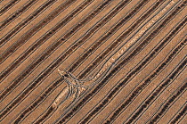Aerial view of tracks through Rice field burnt after harvest in autumn, Camargue, Southern France, September 2008