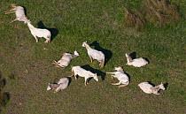 Aerial view of herd of Camargue horses sleeping, Camargue, Southern France, April 2009