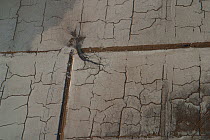 Aerial view of cracks in dry salt pans, Salins de Giraud, Camargue, Southern France, September 2004