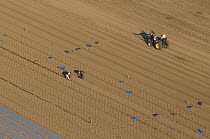 Aerial view of men working on horticultural land in the Camargue, growing Melons for the commerical market, Arles, Southern France, September 2008