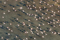 Flock of Greater flamingo (Phoenicopterus ruber) in flight, Camargue, Southern France, November 2006