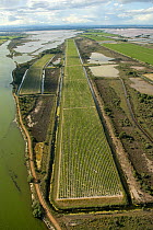 Aerial view of the longest rectilinear vineyard in Europe, 3 km long, Jarras, Aigues-Mortes, Camargue, Southern France, June 2007