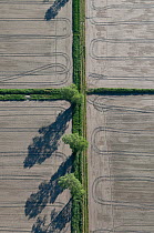 Aerial view of tracks and poplar trees beside dry rice fields, Camargue, Southern France, May 2009