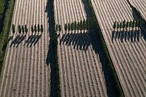 Aerial view of fruit trees covered with nets and poplar trees planted to protect them against the wind, Camargue, Southern France, May 2009