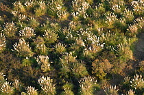 Aerial view of clumps of Pampas grass (Cortaderia seloana) an invasive species in the Camargue, Southern France, September 2008