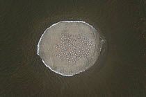 Aerial view of artificial island built for nesting colony of Slender billed gull (Chroicocephalus genei) Petite Camargue, Southern France, June 2007