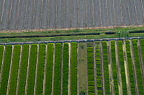 Aerial view of trial site of various rice varieties (Oryza sp) French Rice Center, Camargue, Southern France, July 2010