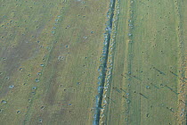 Aerial view of cattle grazing on old, eroded pasture, Camargue, Southern France, June 2006