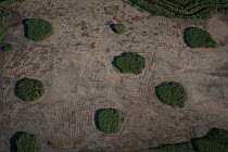 Aerial view of reed islands used by waterfowl hunters on the marshes, Camargue, Southern France,