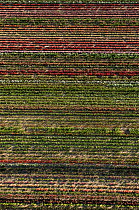 Aerial view of rows of cultivated Roses, horitculture, Bellegarde, Camargue, Southern France, June 2009