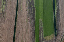 Aerial view of Salad crop, Beaucaire, Camargue, Southern France, November 2008