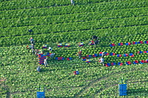 Aerial view of people harvesting salad crop, Beaucaire, Camargue, Southern France, August 2008