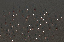 Flock of Greater flamingos (Phoenicopterus ruber) sleeping in water, Camargue, Southern France, September 2008