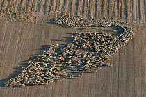 Aerial view of flock of sheep in vineyard, a traditional pasture during winter, Aigues-Mortes, Petite Camargue, Southern France, January 2007