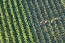 Aerial view of apple orchard and crates for apples protected by nets, Camargue, Southern France, September 2008