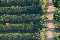 Aerial view of harvesting apple crop from orchard, Arles, Camargue, Southern France, September 2008