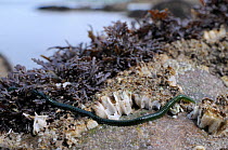 Wide angle view of Green-leaf worm (Eulalia viridis) emerging from its retreat under Pepper dulse (Osmundea pinnatifida) a red algae to scavenge on rocks encrusted with Common / Northern rock barnacle...