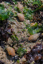 Netted dog whelks (Nassarius reticulatus) scavenging on rocks among Sea Lettuce (Ulva lactuca) and Irish moss / Carrageen (Chondrus crispus) seaweeds exposed on a low spring tide, Rhossili, The Gower...